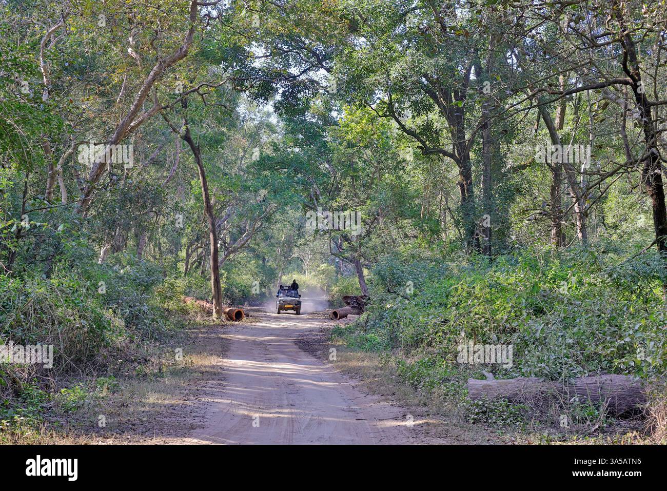 Strada boscosa con zingari da safari, Jim Corbett National Park, Uttarakhand, India. Foto Stock