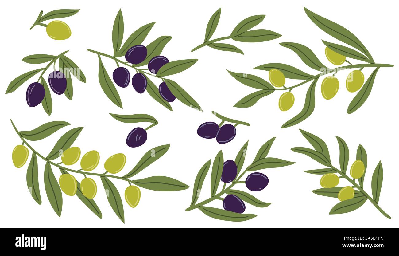 Serie di rami di ulivo e foglie di alberi. Frutta d'oliva moderna. Concept di branding per aziende produttrici di olio d'oliva, prodotti biologici ed ecologici e servizi culinari Illustrazione Vettoriale