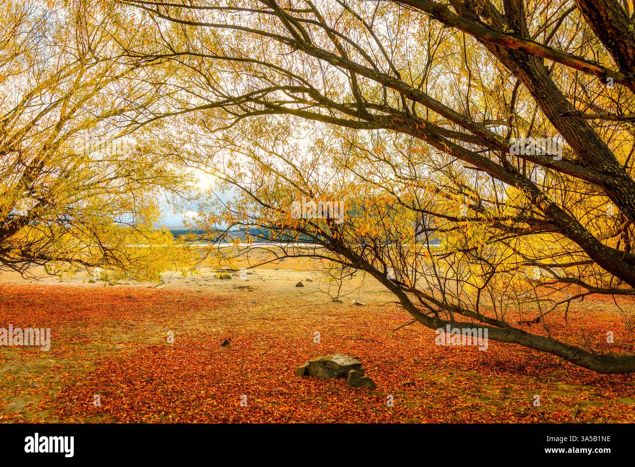 Scena autunnale di rami di alberi gialli dorati che si arroccano sul terreno con foglie cadute in autunno sul lago Tekapo, nuova Zelanda Foto Stock