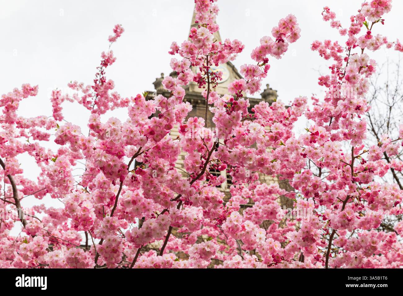 Aldgate Square, Londra, Regno Unito. 22 marzo 2025. Splendidi alberi di ciliegio in fiore ad Aldgate Square, situato nella City di Londra, il quartiere finanziario della capitale. Gli alberi sono in piena fioritura per pochi giorni all'anno. Crediti: Stuart Robertson/Alamy Live News. Foto Stock