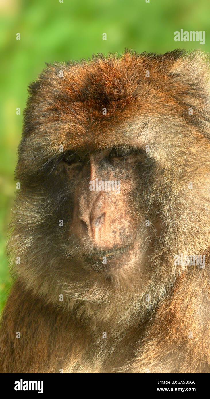Un primo piano estremo e il ritratto di una scimmia macaca maschile che sembra pensiva e giù a terra al Folly Farm Zoo, Pembrokeshire, Galles. Con la p. Piena Foto Stock