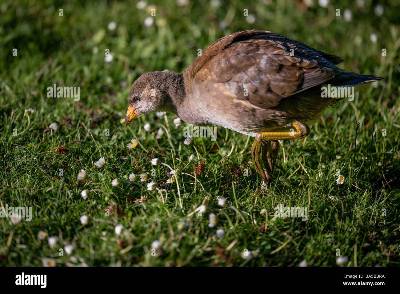 Il moorhen giovanile cammina sull'erba con margherite. Gallina comune (Gallinula chloropus) nel Kent, Regno Unito. Foto Stock