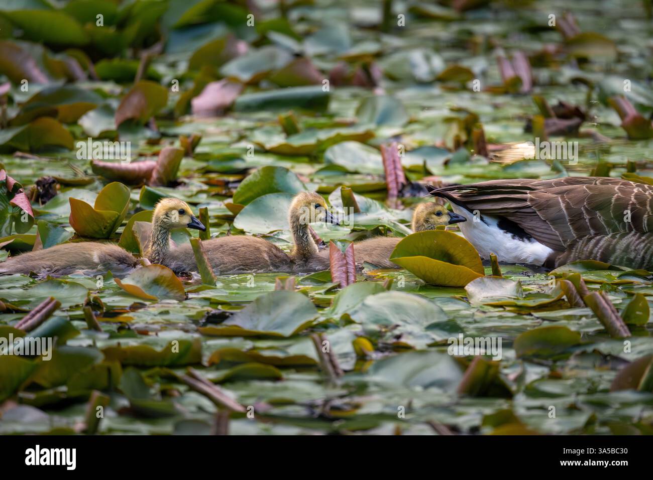 Tre imbracature d'oca canadesi dietro un uccello adulto che nuota su un laghetto con tappetini per giglio. Oche del Canada (Branta canadensis) nel Kent, Regno Unito. Foto Stock