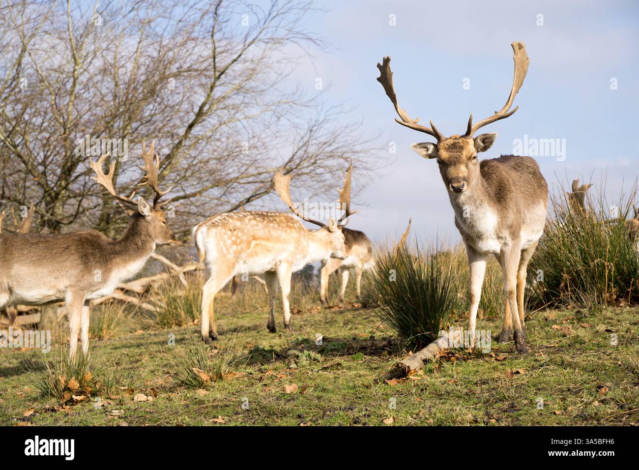 Mandria di cervi a riposo con palchi che si bagnano al sole primaverile nel bosco, nel Kent, Inghilterra Foto Stock