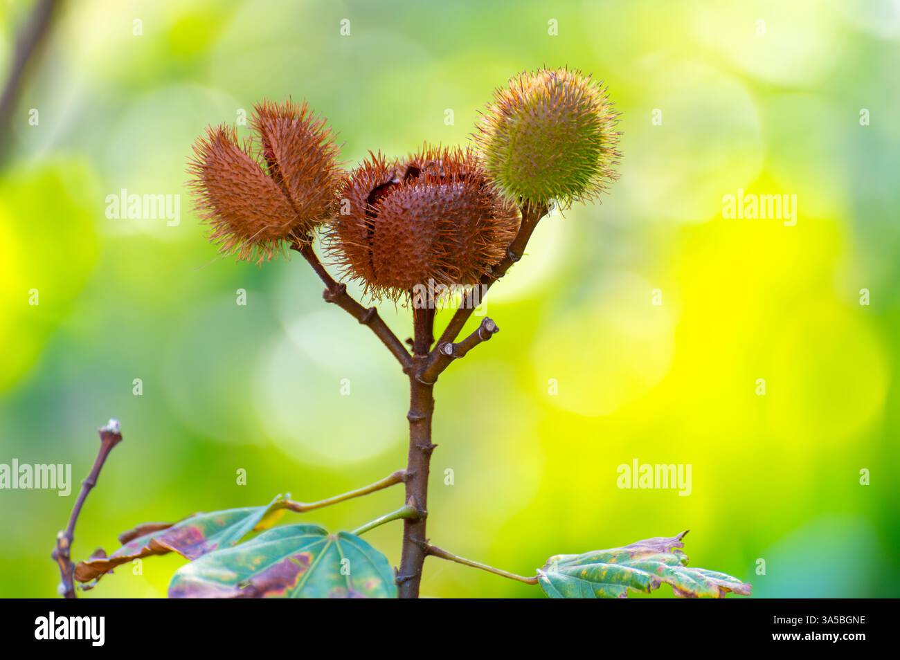 Bixa orellana o pianta di achiote, fonte di annato, condimento naturale rosso-arancio maturo utilizzato per colorare gli alimenti, vernice per la carrozzeria, spezie Foto Stock