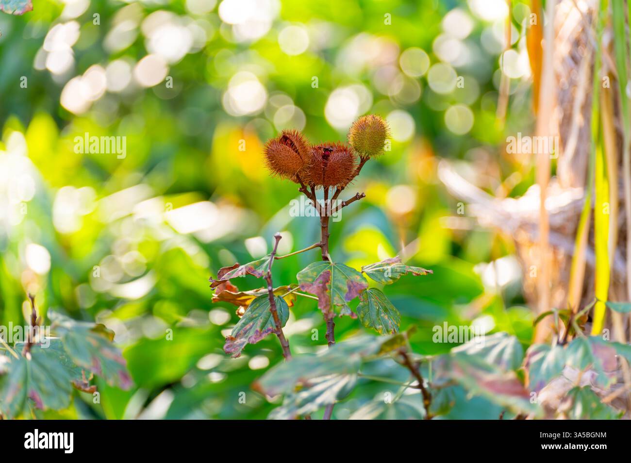 Bixa orellana o pianta di achiote, fonte di annato, condimento naturale rosso-arancio maturo utilizzato per colorare gli alimenti, vernice per la carrozzeria, spezie Foto Stock