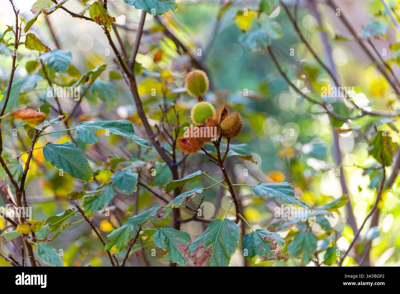 Bixa orellana o pianta di achiote, fonte di annato, condimento naturale rosso-arancio maturo utilizzato per colorare gli alimenti, vernice per la carrozzeria, spezie Foto Stock