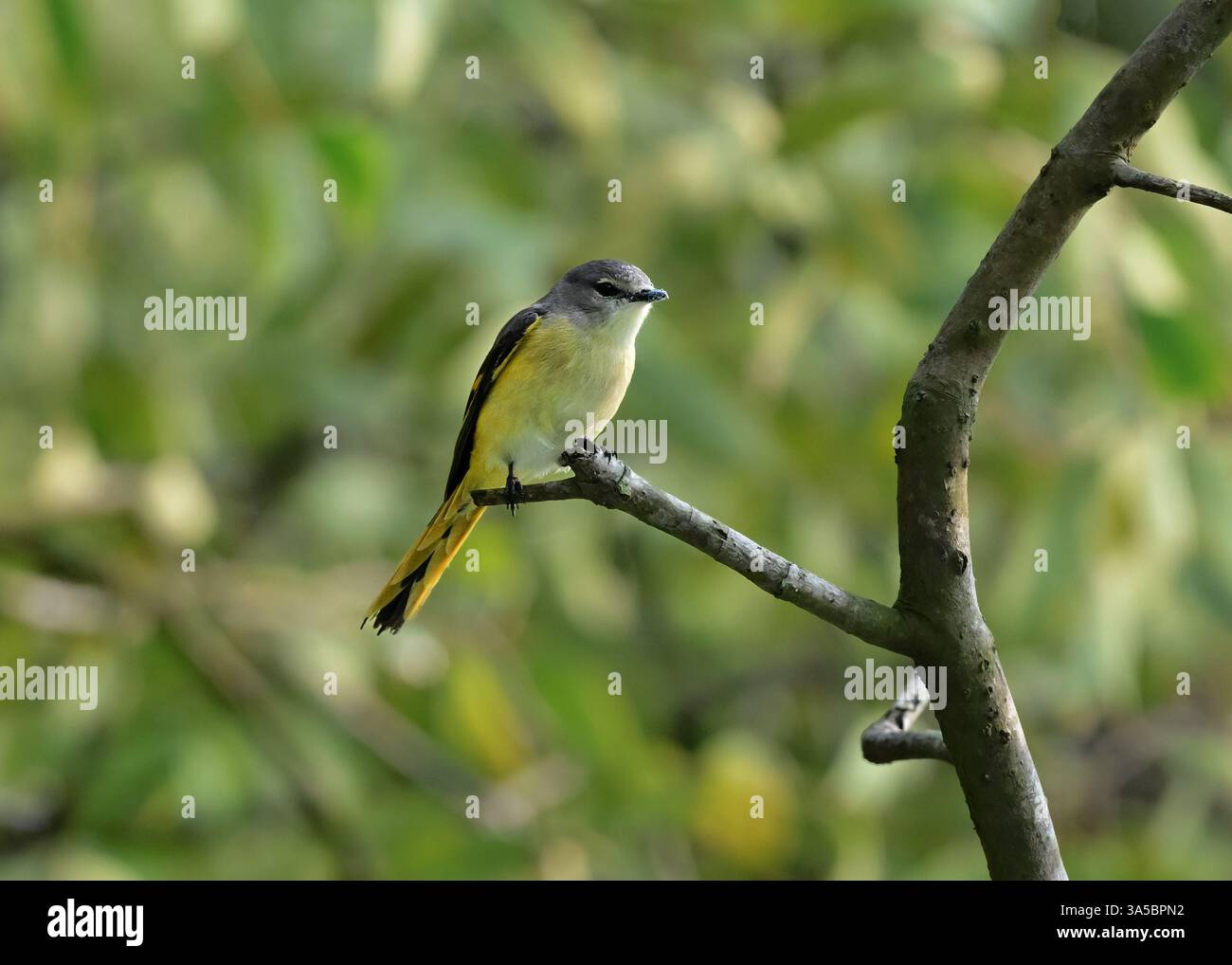 Il piccolo minivet (Pericrocotus cinnamomeus) è un piccolo uccello passerino. Foto Stock