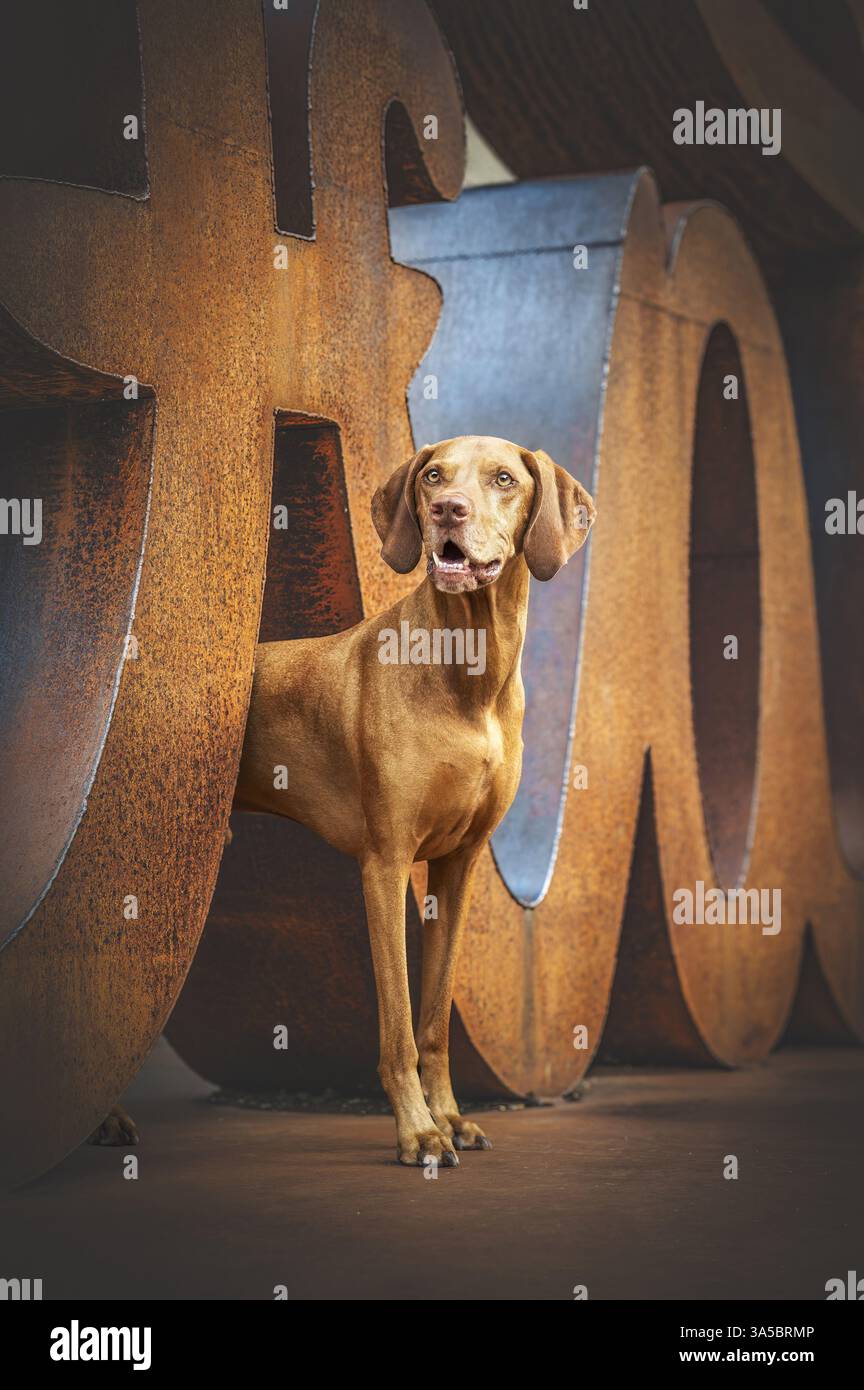 Magyar Vizsla maschio Foto Stock