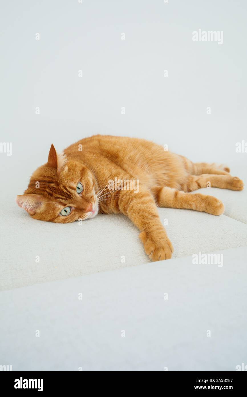 Gatto arancione disteso sul divano Foto Stock