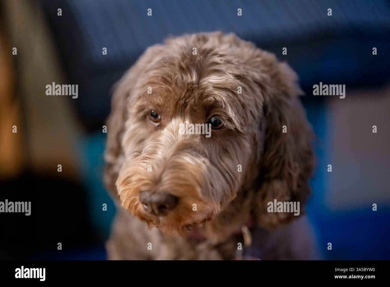 Un cane Goldendoodle marrone guarda verso il basso con una morbida pelliccia riccia. Foto Stock