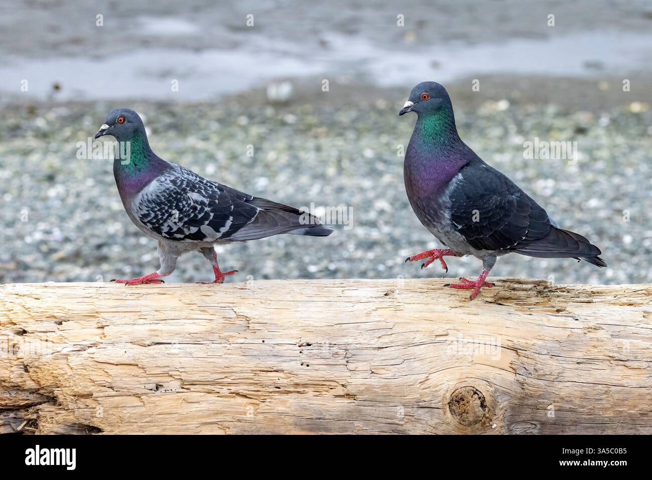 Rock Pigeon (Columba livia) coppia presso Esquimalt Lagoon - Colwood, vicino a Victoria, Isola di Vancouver, Columbia Britannica, Canada Foto Stock