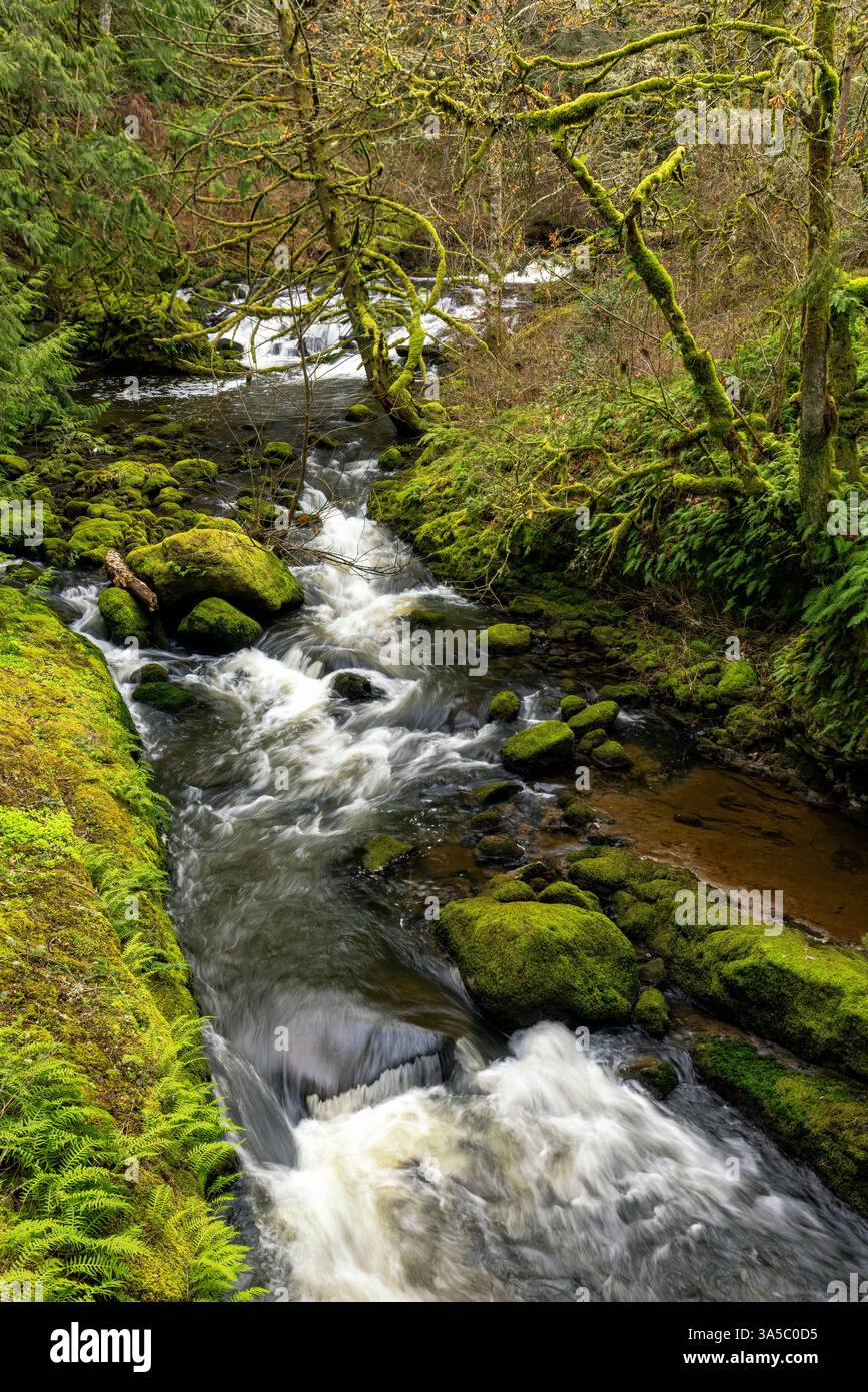 Bilston Creek - Witty's Lagoon Regional Park, Metchosin, vicino a Victoria, Vancouver Island, British Columbia, Canada Foto Stock