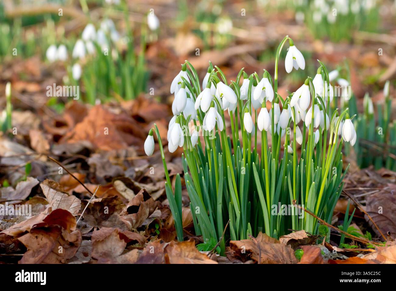 Snowdrop o Snowdrops (galanthus nivalis), primo piano di un piccolo gruppo di fiori primaverili comuni e familiari che crescono in un ambiente boschivo. Foto Stock