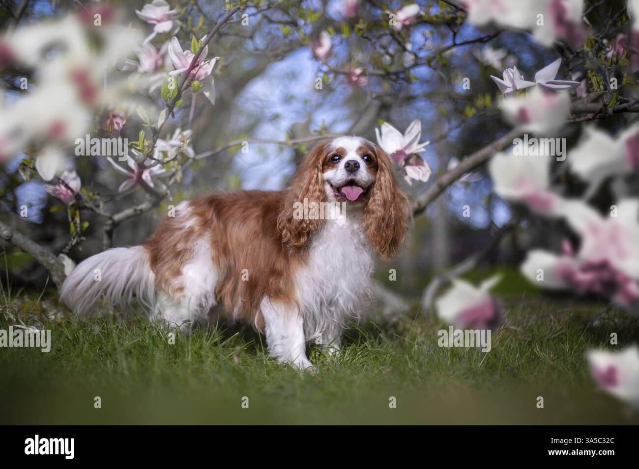 Cavalier King Charles Spaniel Foto Stock