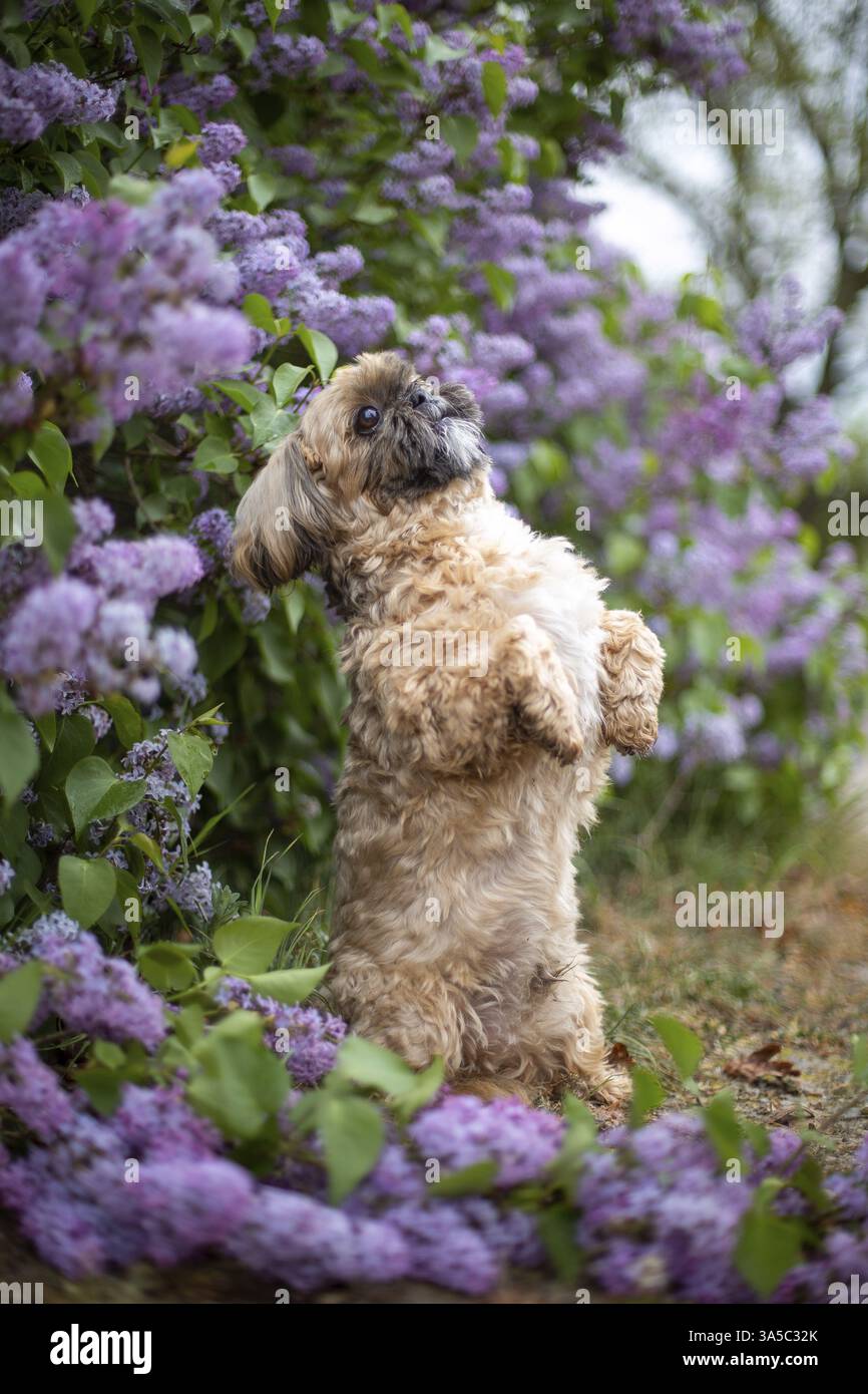 Maschio Shih Tzu Foto Stock