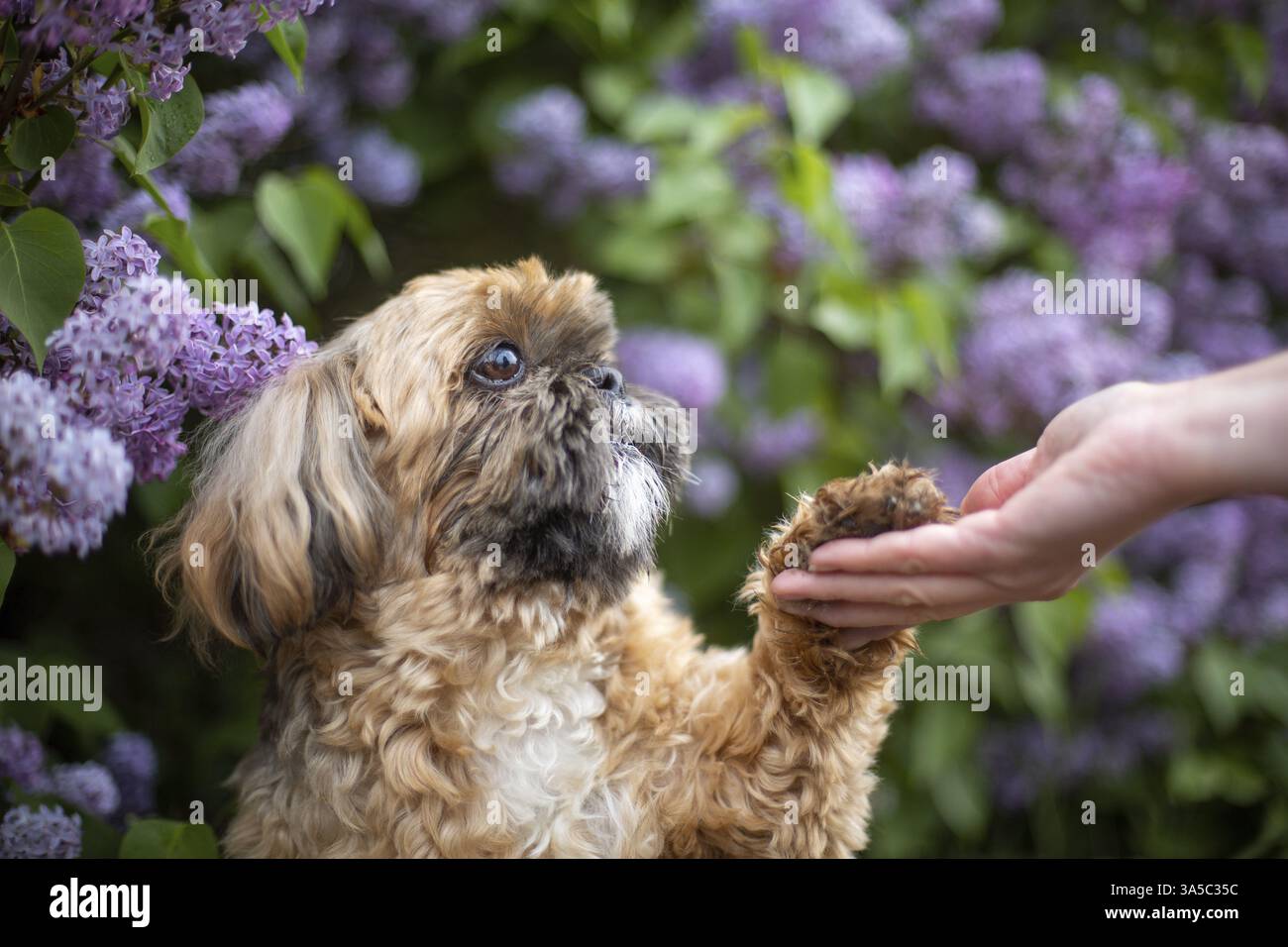 Maschio Shih Tzu Foto Stock