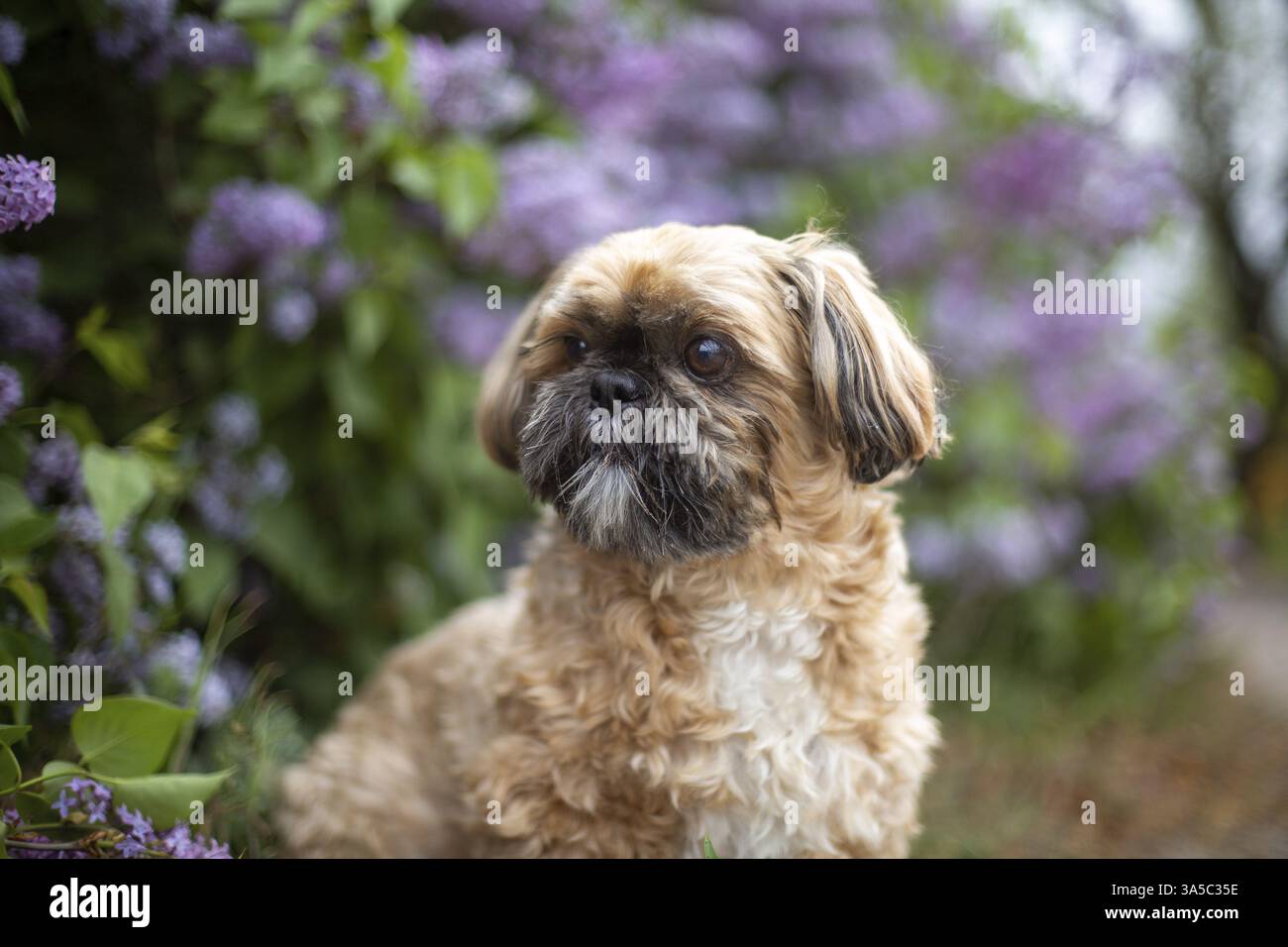 Maschio Shih Tzu Foto Stock