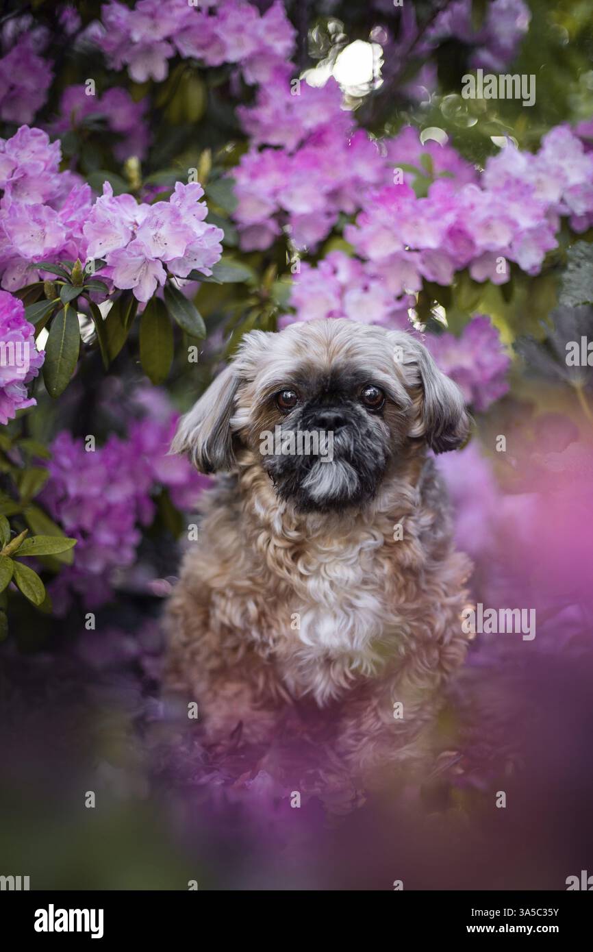 Maschio Shih Tzu Foto Stock