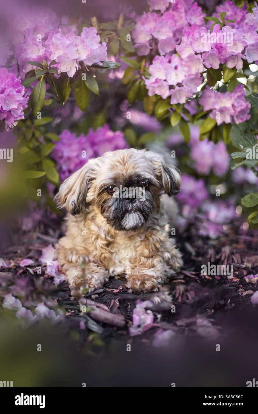 Maschio Shih Tzu Foto Stock