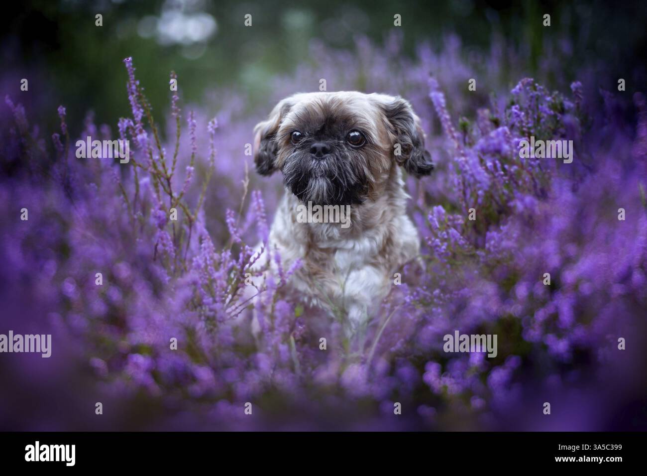 Maschio Shih Tzu Foto Stock
