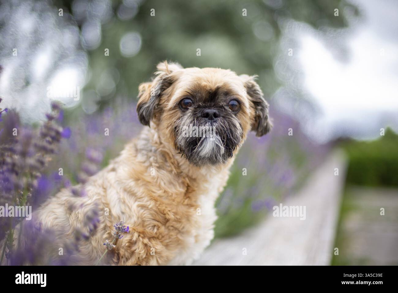 Maschio Shih Tzu Foto Stock