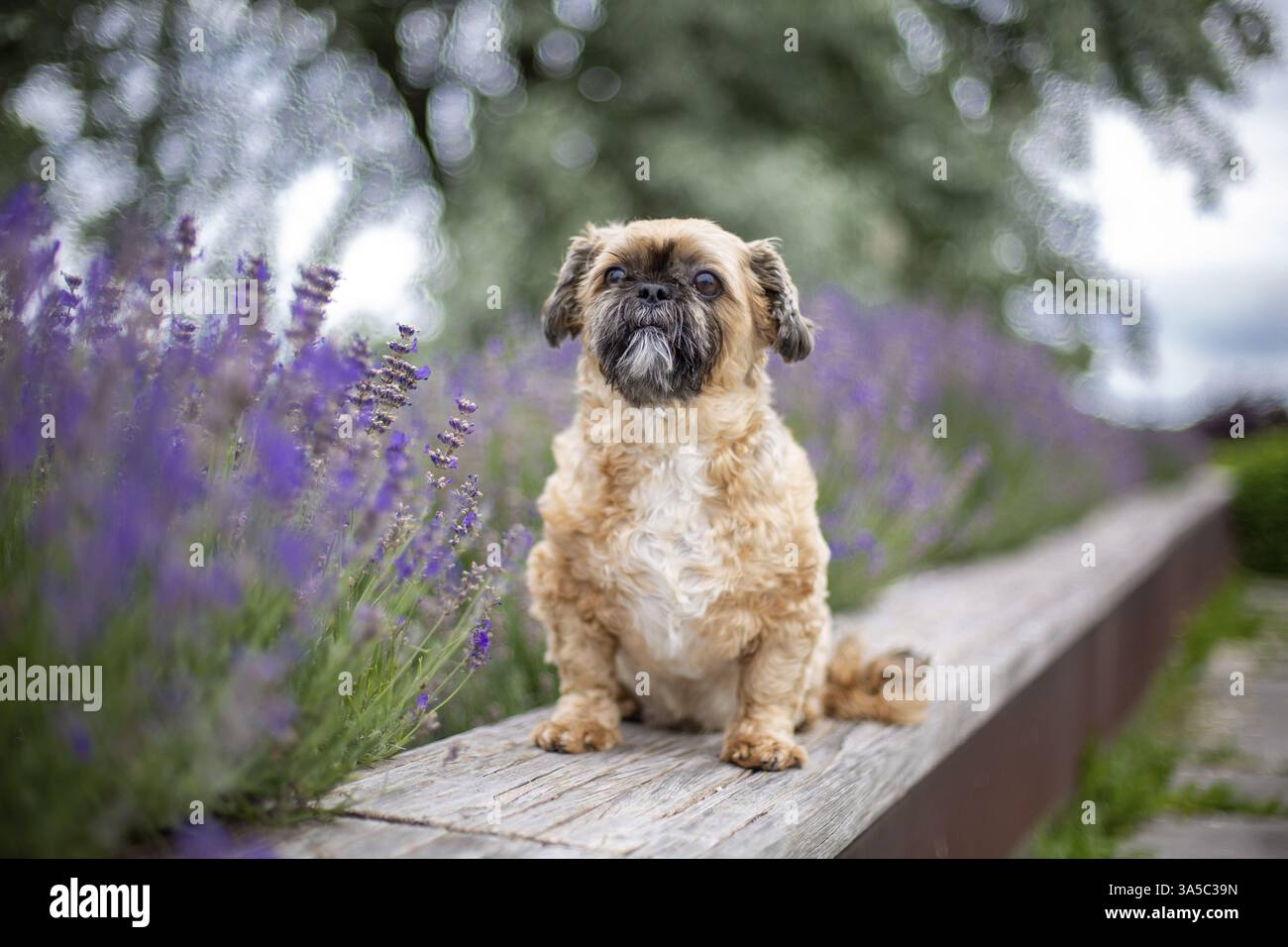 Maschio Shih Tzu Foto Stock
