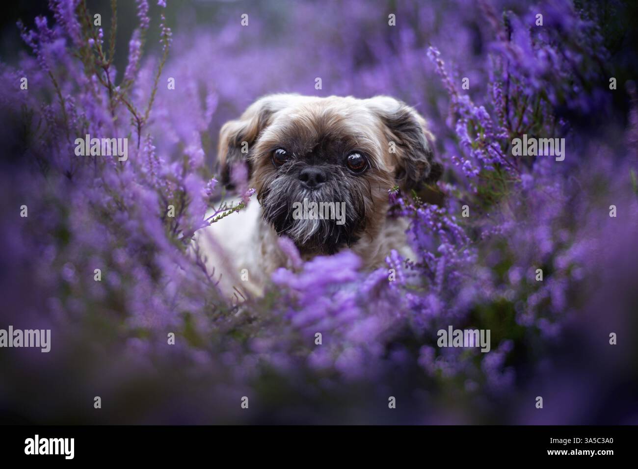 Maschio Shih Tzu Foto Stock