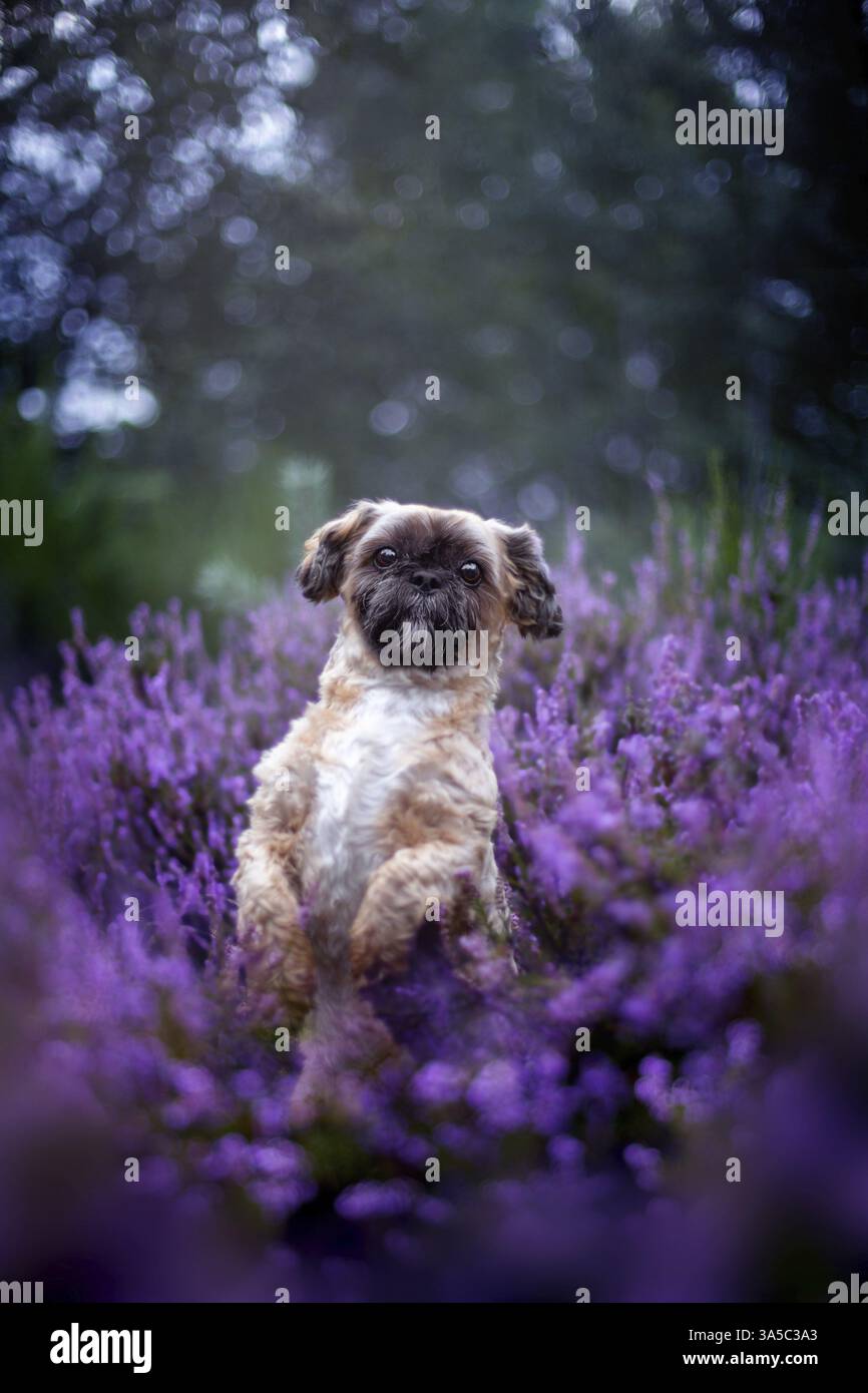 Maschio Shih Tzu Foto Stock