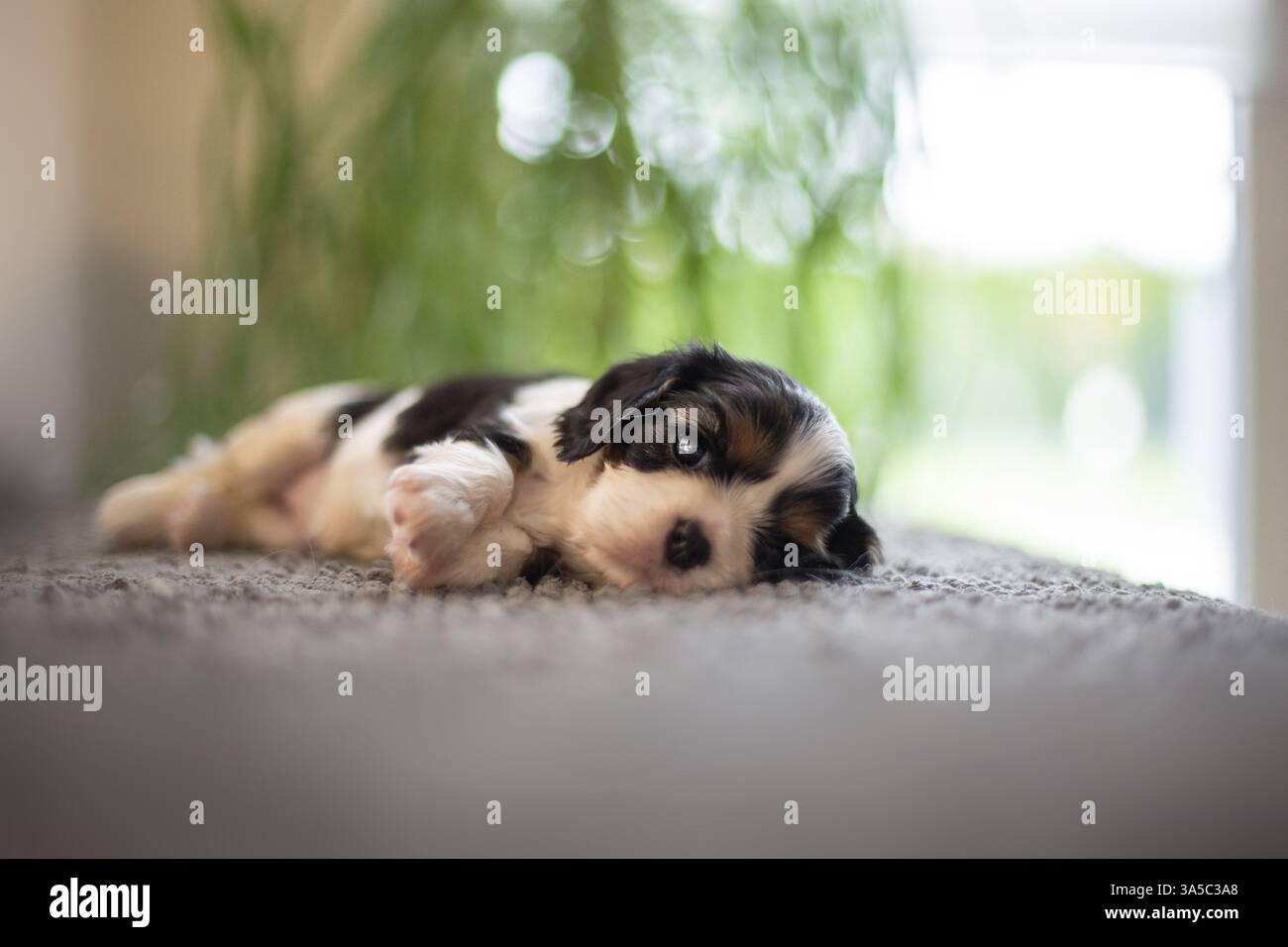 Cavalier King Charles Spaniel di 3 settimane Foto Stock