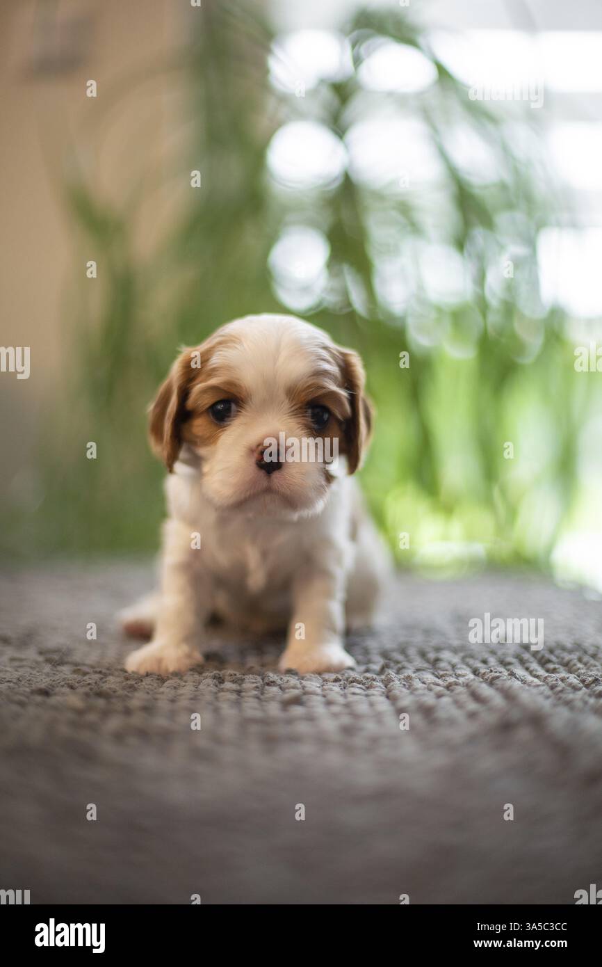 Cavalier King Charles Spaniel di 3 settimane Foto Stock