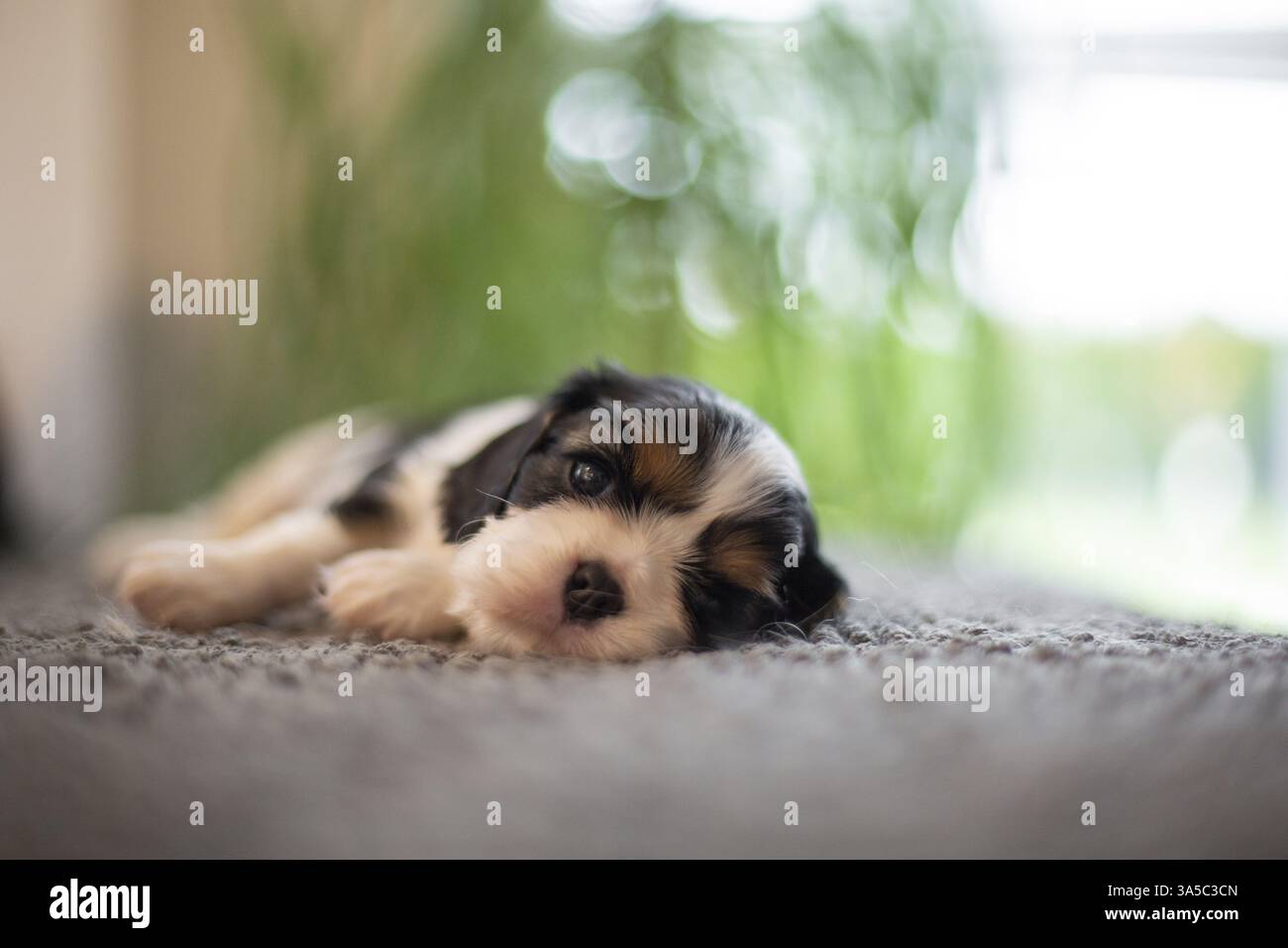 Cavalier King Charles Spaniel di 3 settimane Foto Stock