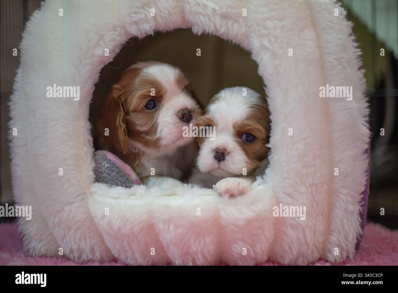 Cavalier King Charles Spaniel di 3 settimane Foto Stock