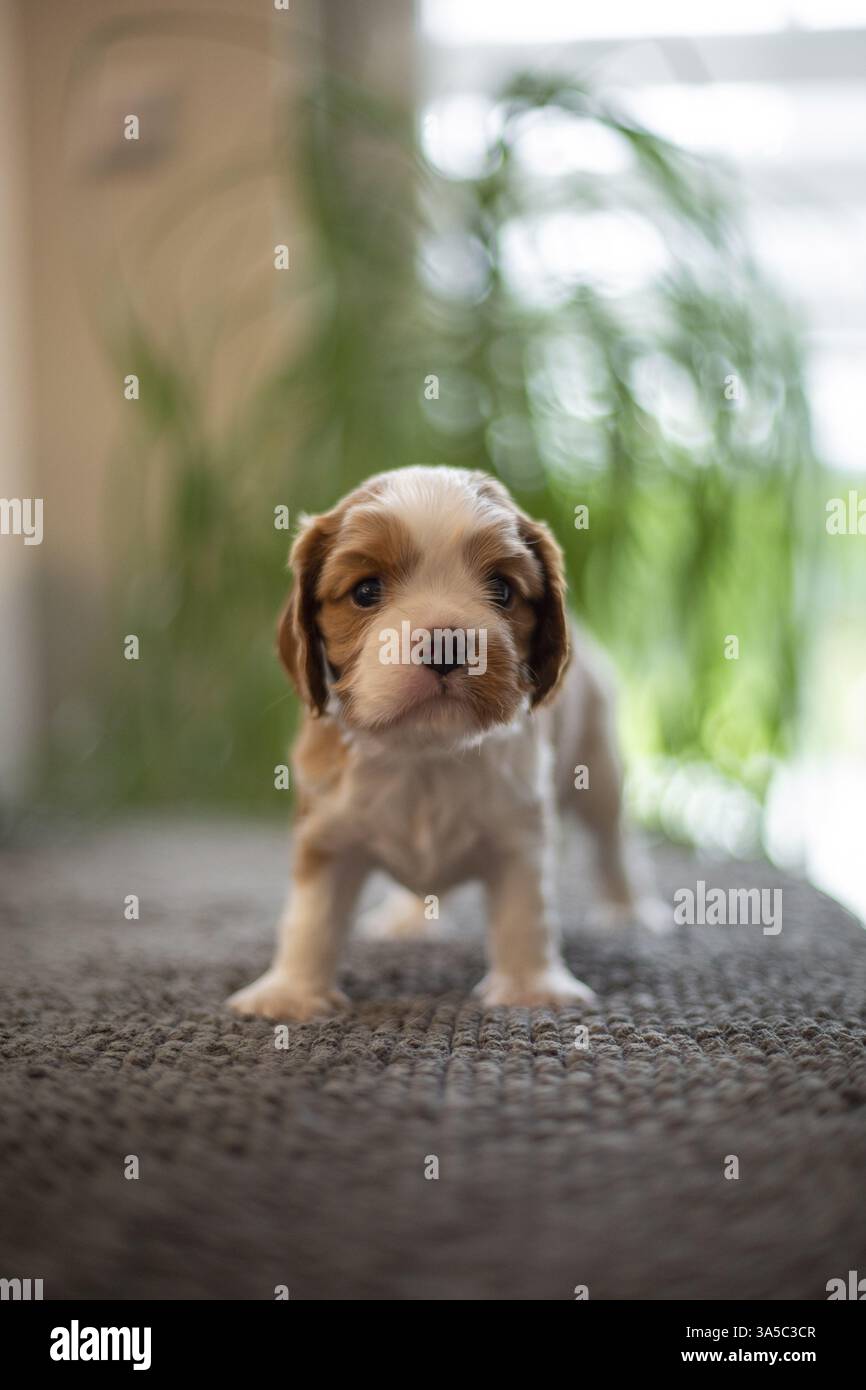 Cavalier King Charles Spaniel di 3 settimane Foto Stock