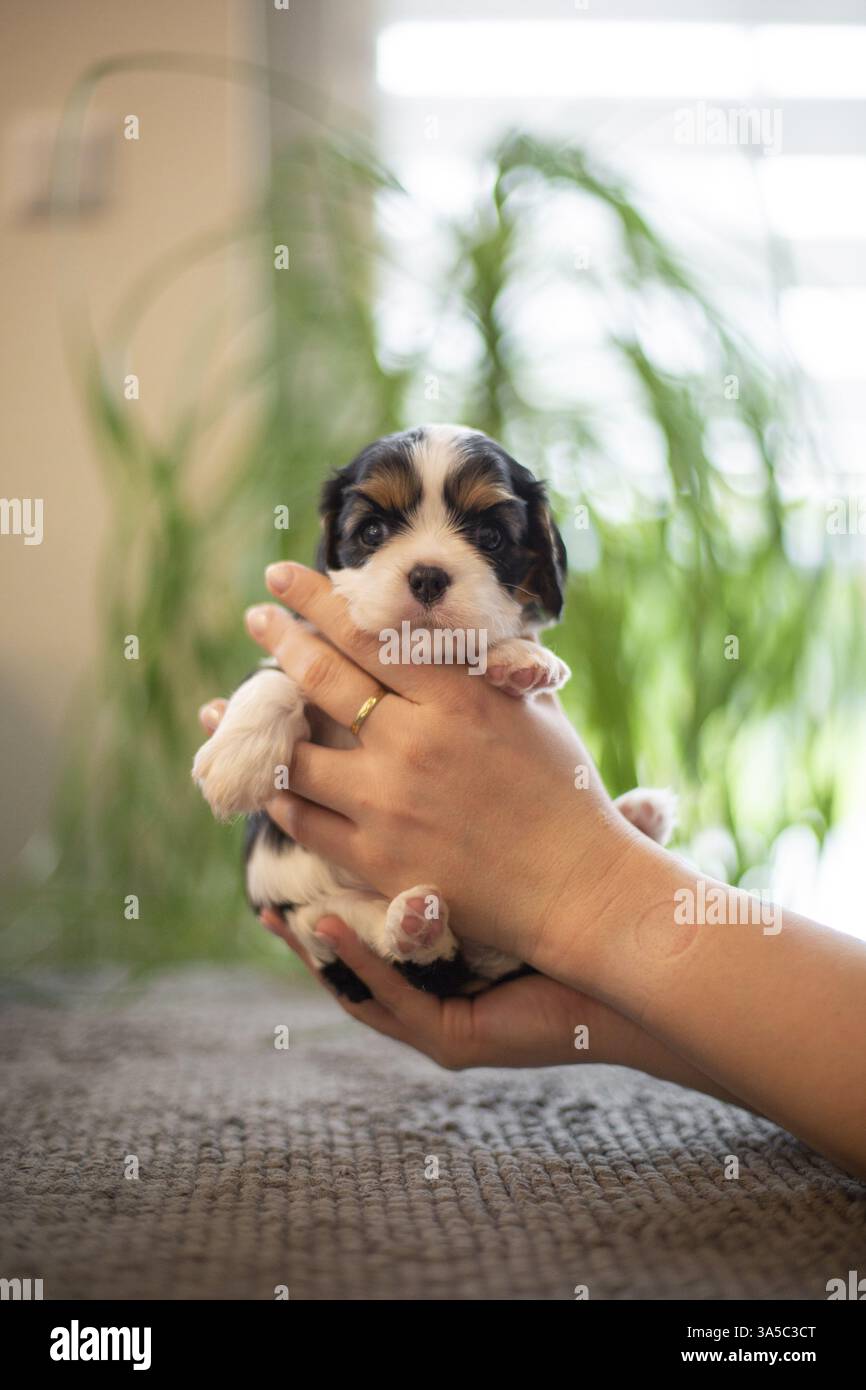 Cavalier King Charles Spaniel di 3 settimane Foto Stock