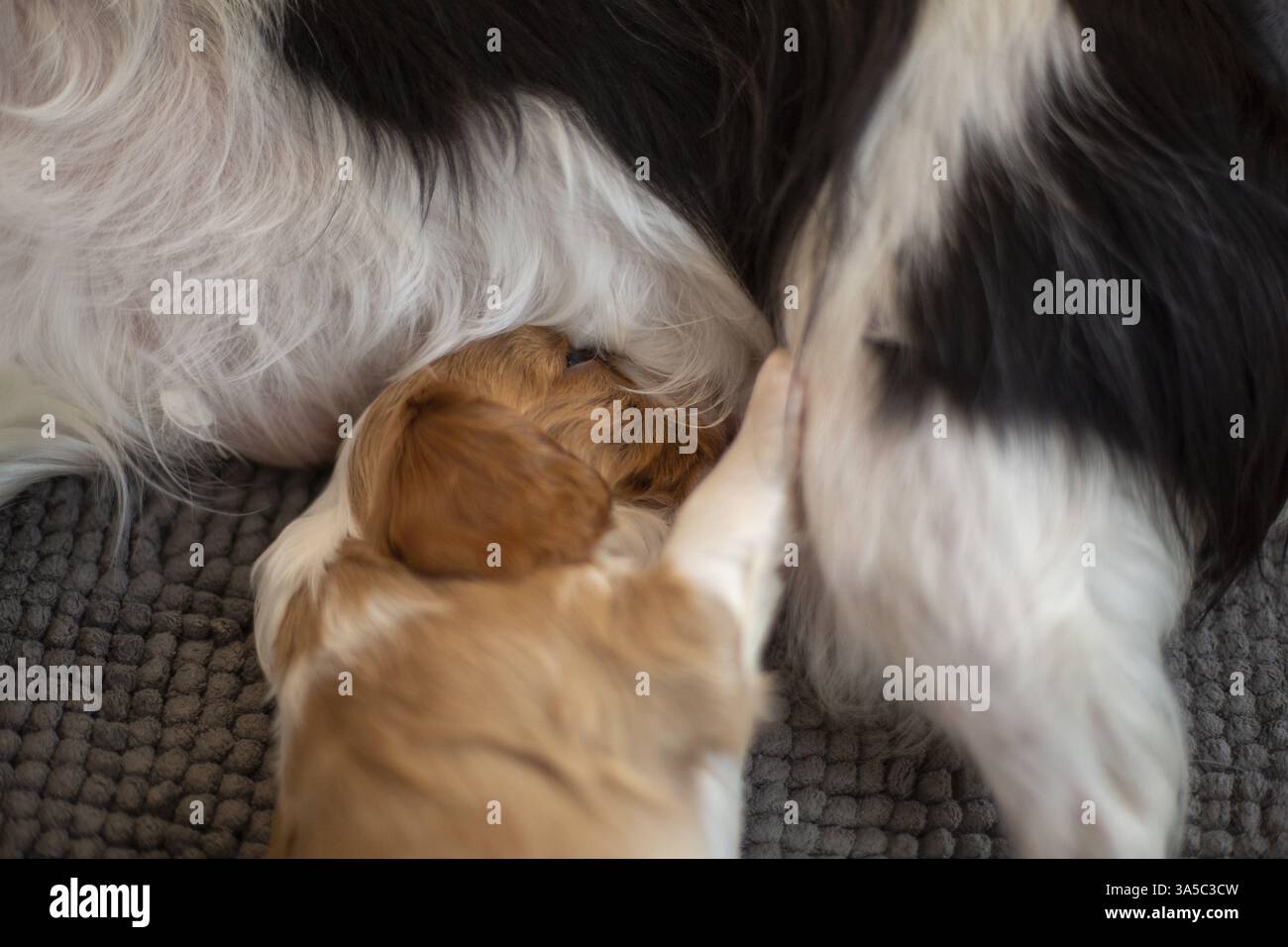 Cavalier King Charles Spaniel di 3 settimane Foto Stock