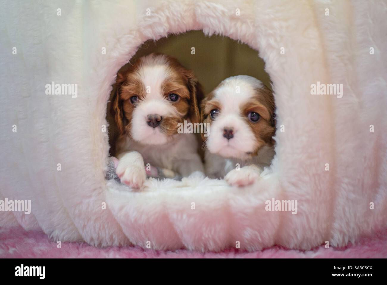 Cavalier King Charles Spaniel di 3 settimane Foto Stock