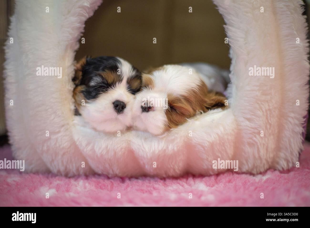 Cavalier King Charles Spaniel di 3 settimane Foto Stock