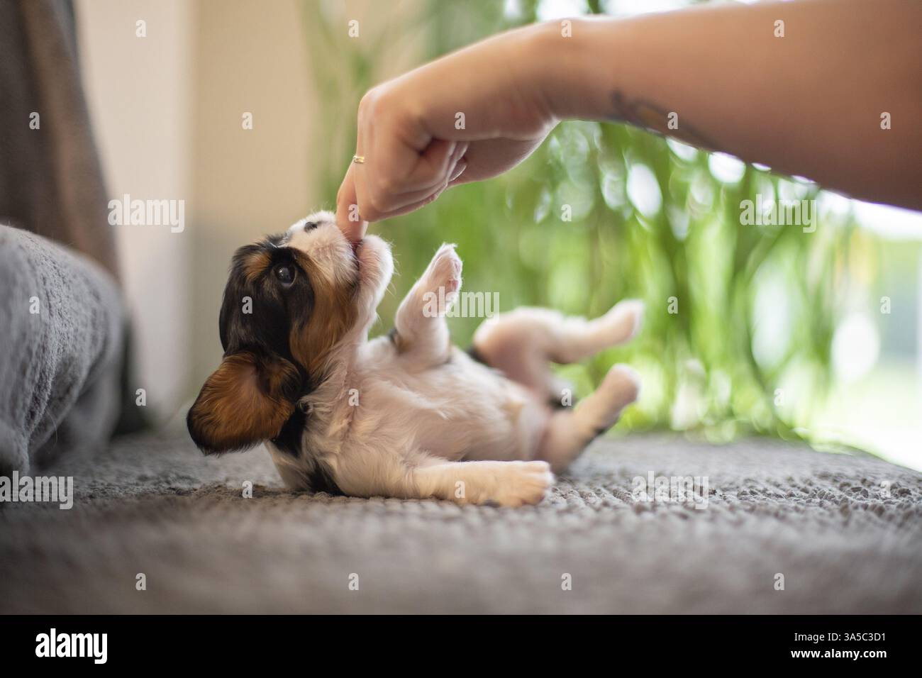 Cavalier King Charles Spaniel di 3 settimane Foto Stock