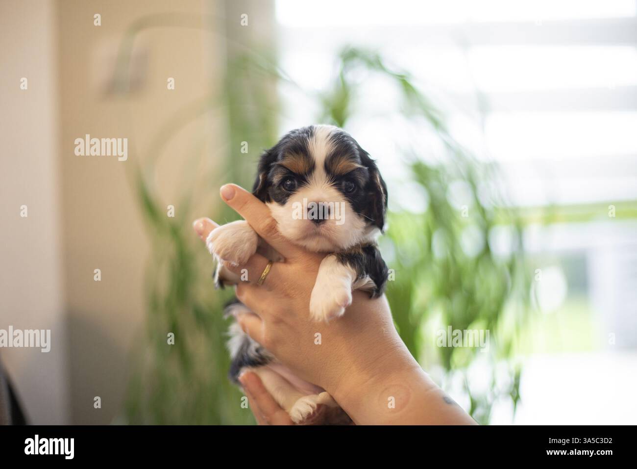 Cavalier King Charles Spaniel di 3 settimane Foto Stock