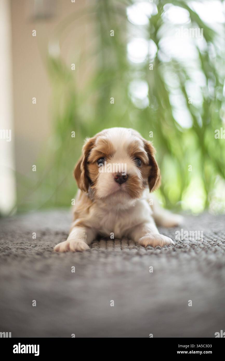 Cavalier King Charles Spaniel di 3 settimane Foto Stock