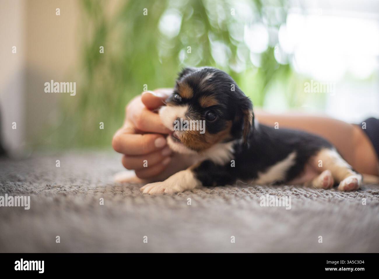 Cavalier King Charles Spaniel di 3 settimane Foto Stock