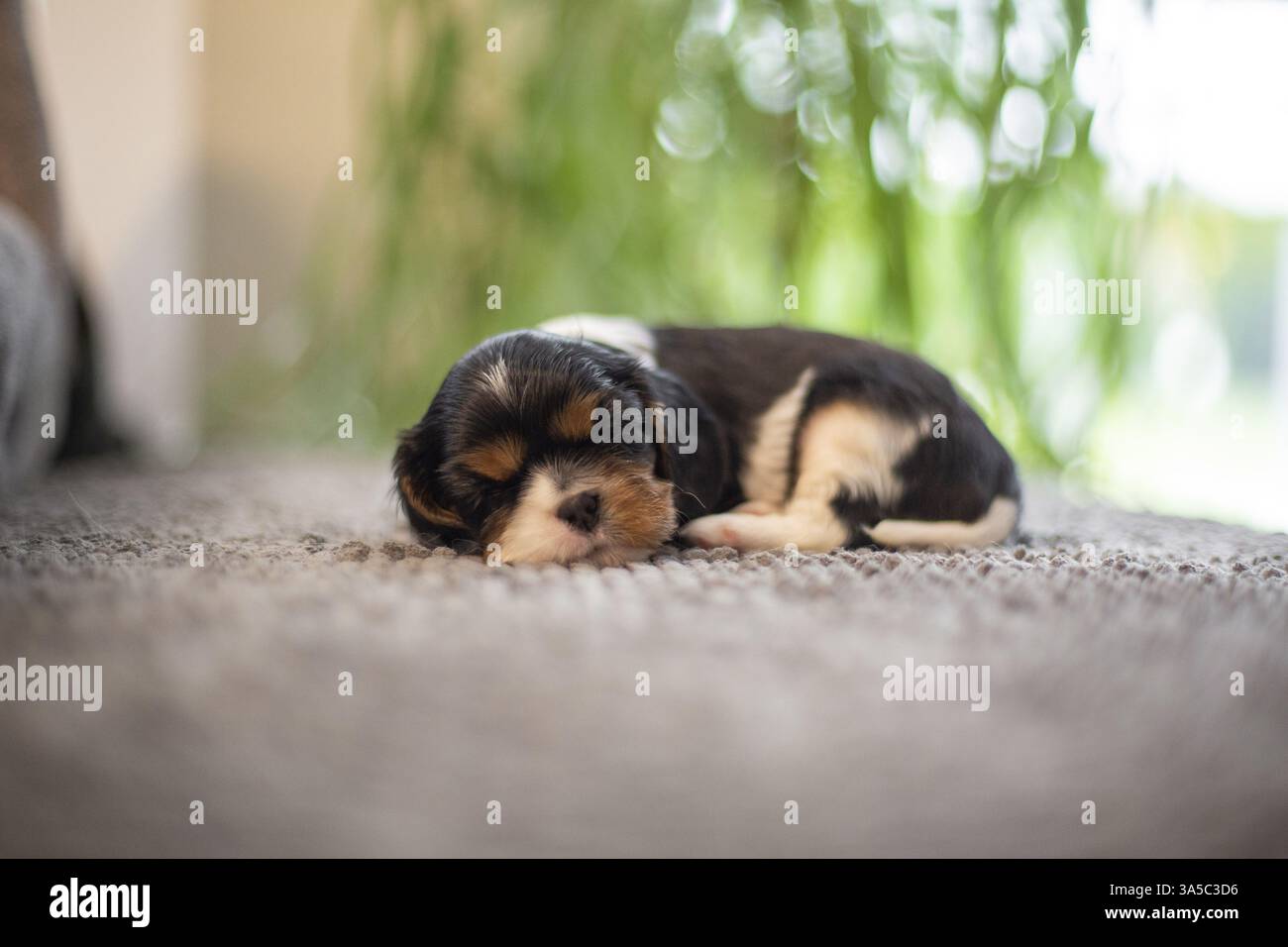 Cavalier King Charles Spaniel di 3 settimane Foto Stock