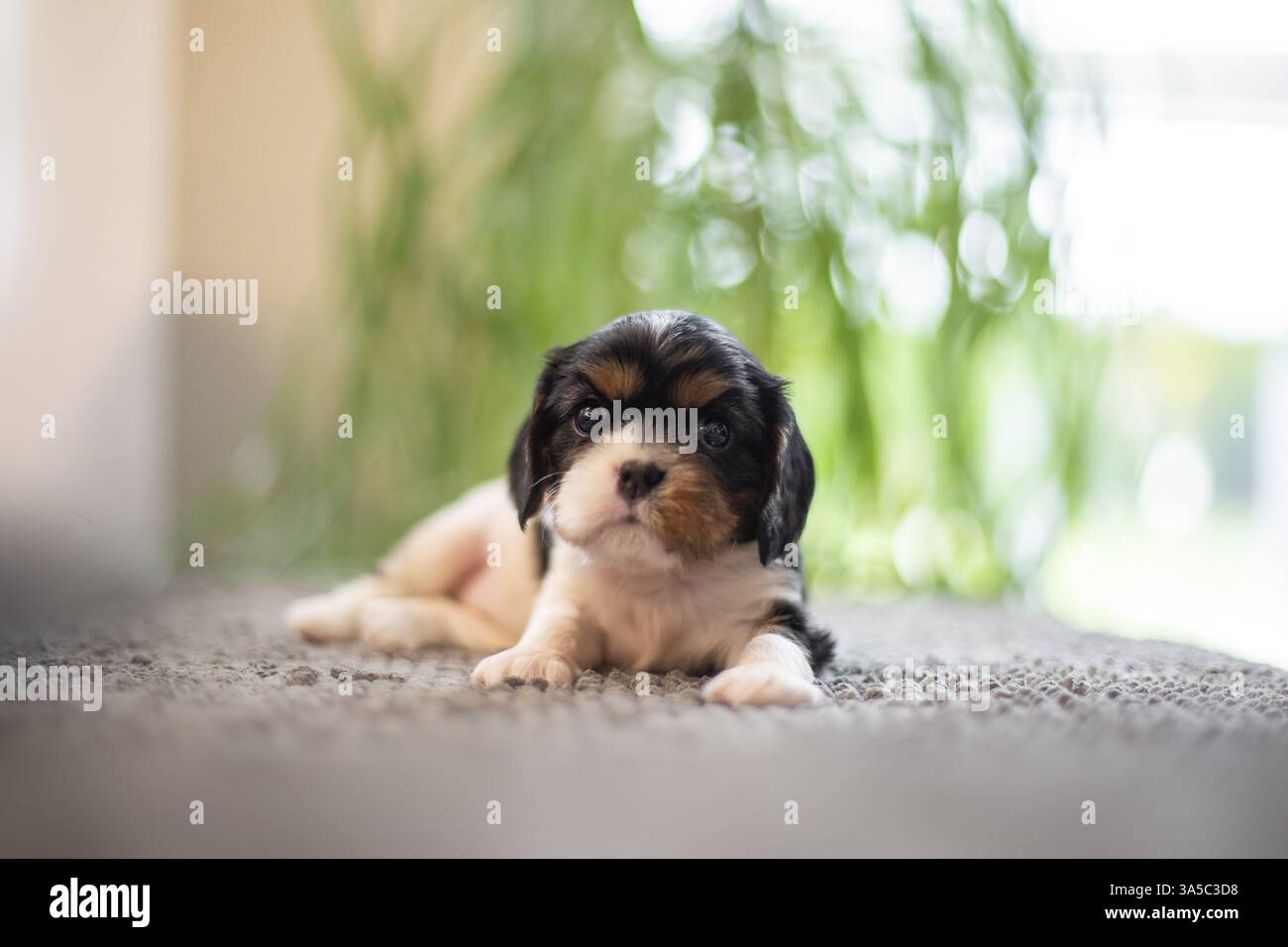 Cavalier King Charles Spaniel di 3 settimane Foto Stock