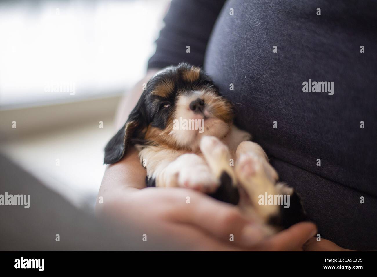 Cavalier King Charles Spaniel di 3 settimane Foto Stock