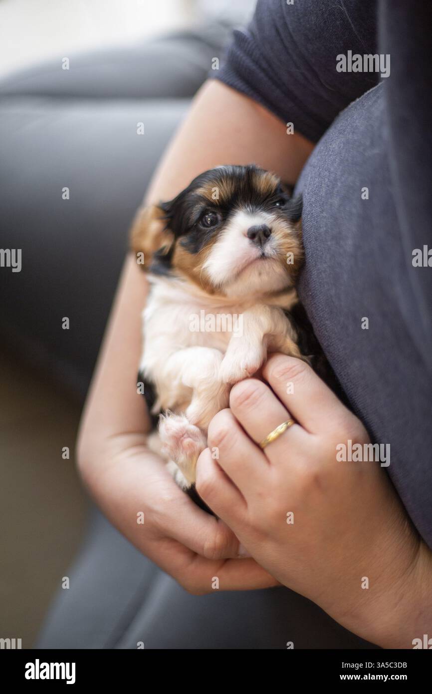 Cavalier King Charles Spaniel di 3 settimane Foto Stock