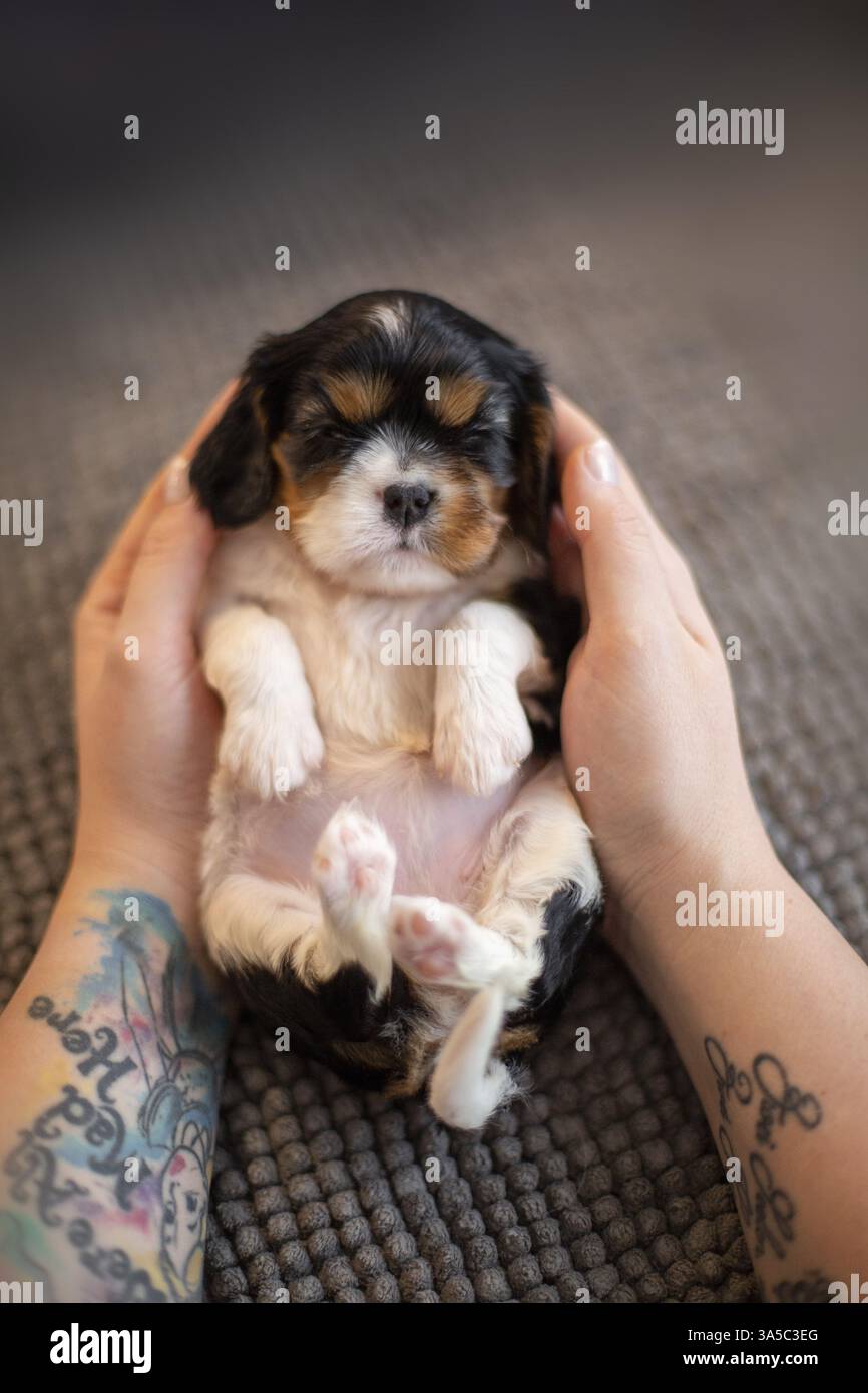 Cavalier King Charles Spaniel di 3 settimane Foto Stock