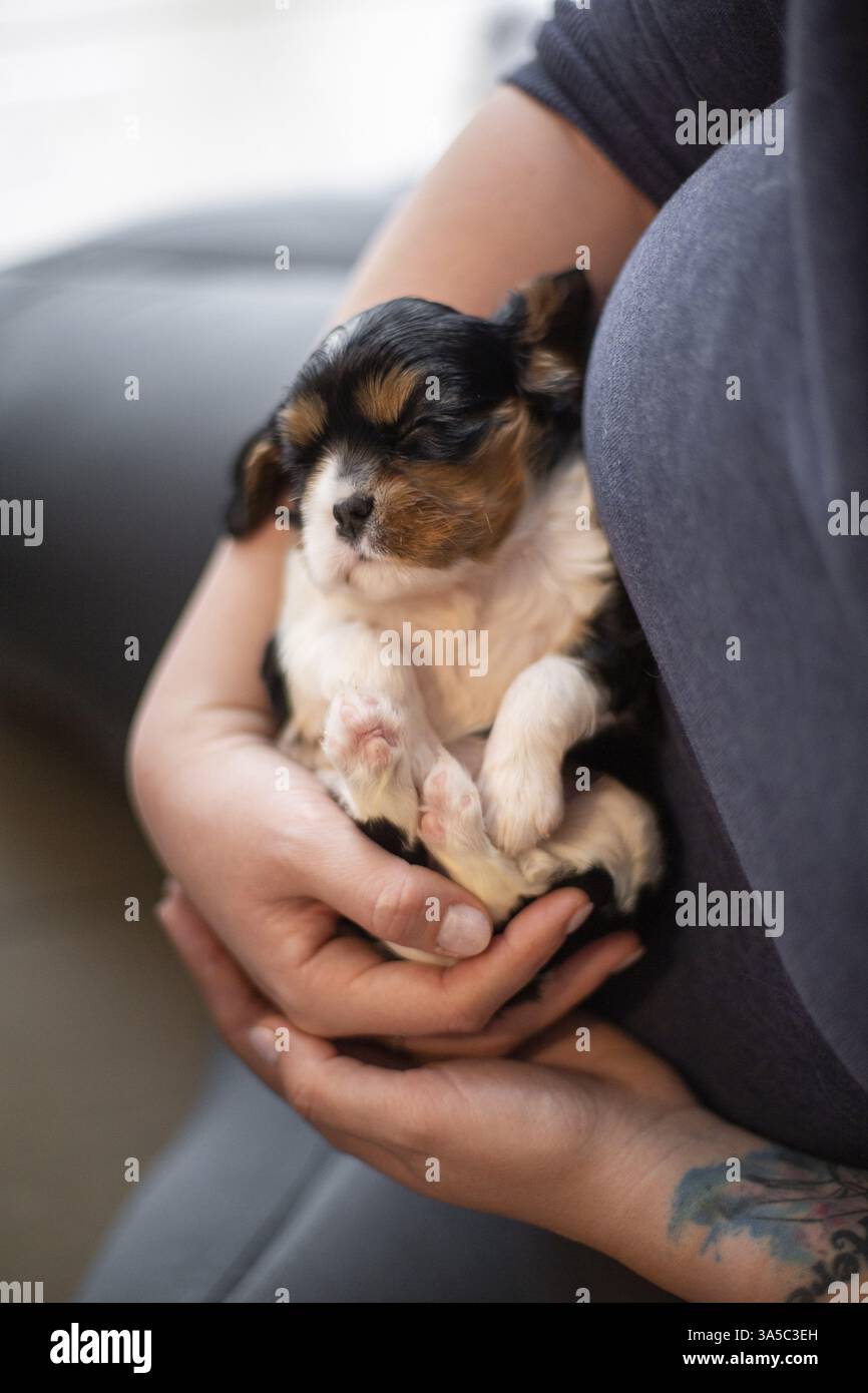 Cavalier King Charles Spaniel di 3 settimane Foto Stock