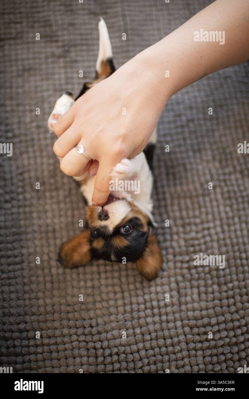 Cavalier King Charles Spaniel di 3 settimane Foto Stock