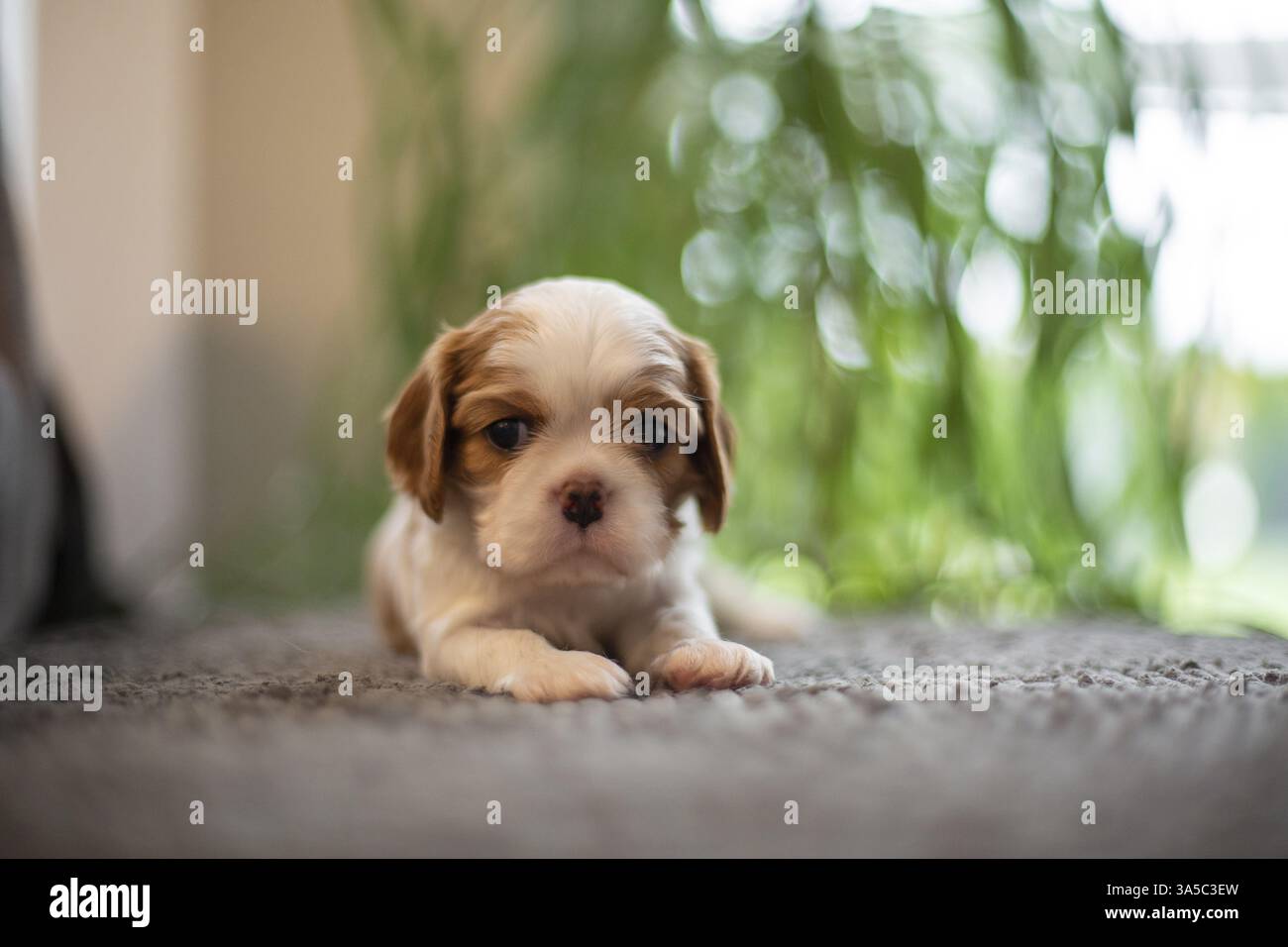 Cavalier King Charles Spaniel di 3 settimane Foto Stock